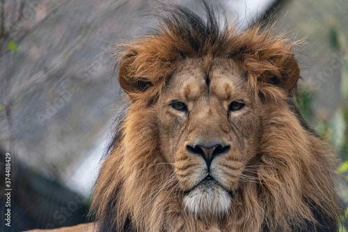 Fototapeta Naklejka Na Ścianę i Meble -  Portrait of male lion