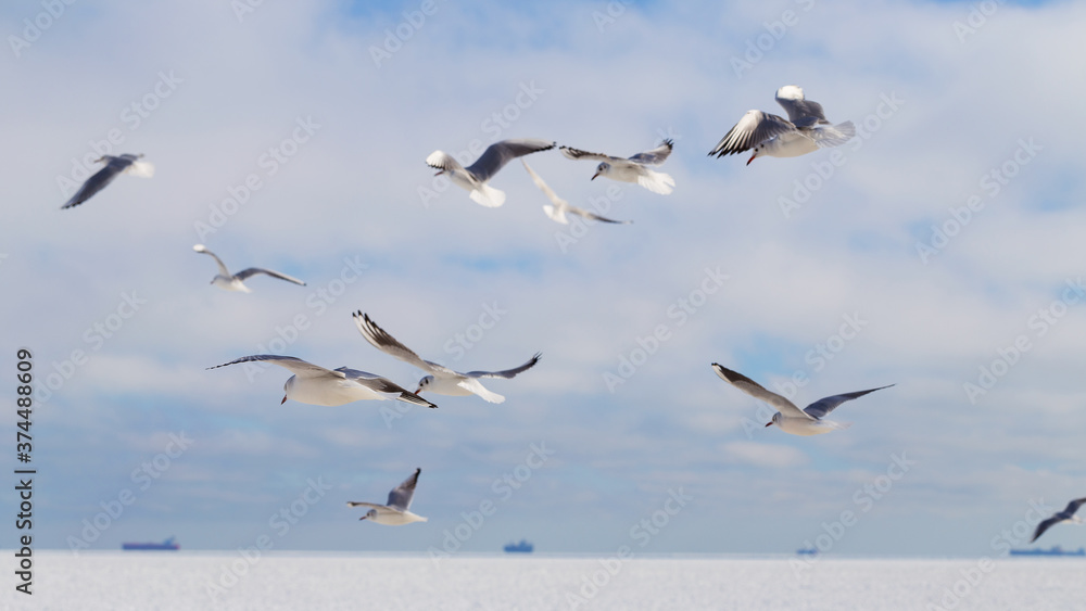Obraz premium Flock of seagulls on ice on winter day on city beach. Winter seascape.