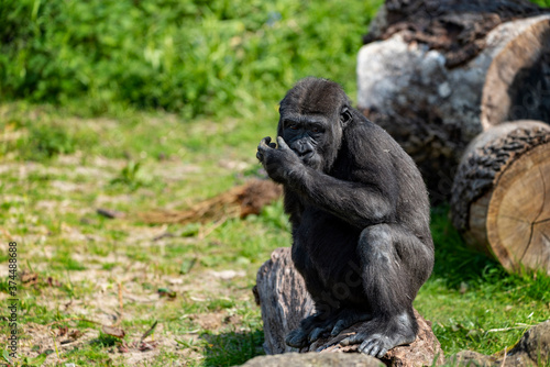 UK, Bristol - April, 2019: Juveline Low land gorilla eating, Black and white photo