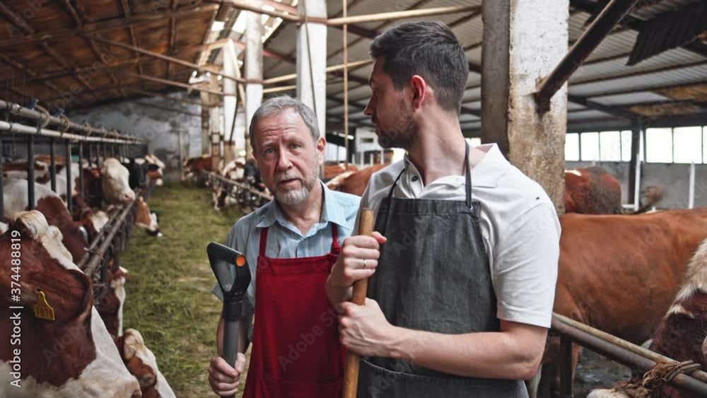 Two farm workers men in uniform working in cowshed barn at dairy manufacturing. Adult bearded man teaching young trainee farmer to take care of husbandry. Farming business. Countryside area. 4K Two farm workers men in uniform working in cowshed barn at dairy manufacturing. Adult bearded man teaching young trainee farmer to take care of husbandry. Farming business. Countryside area. 4K