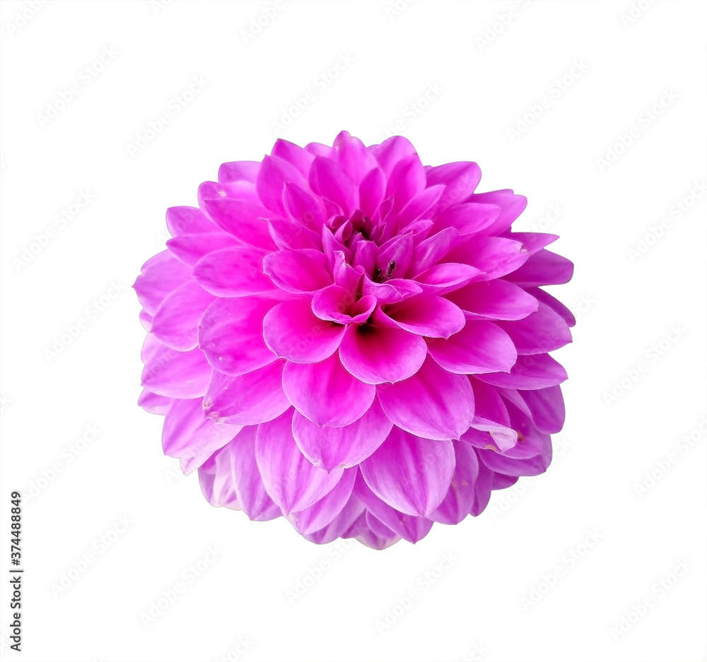 dahlia isolated, beautiful red dahlia flower on white background dahlia isolated, beautiful red dahlia flower on white background