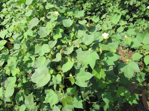 Green cotton field in India with flowers, Close-up of a ready for harvesting in a cotton field. Buds. Delicate white cotton flower fully blossom. Gossypium plant. Ripe cotton boll, kapas photo