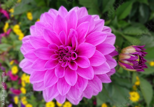 dahlia flower on the plant  beautiful bouquet for decoration from the garden