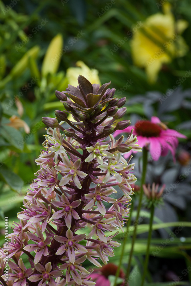 Pineapple Lily in a garden Pineapple Lily in a garden