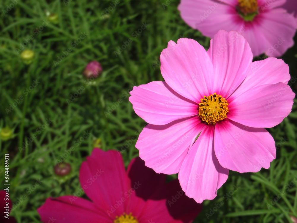 Obraz premium Cosmos pink flower (Cosmos Bipinnatus) with blurred background
