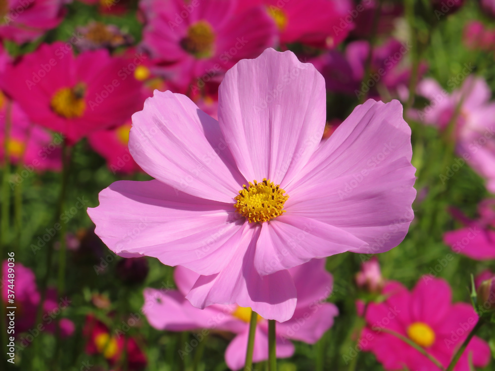 Cosmos pink flower (Cosmos Bipinnatus) with blurred background Cosmos pink flower (Cosmos Bipinnatus) with blurred background