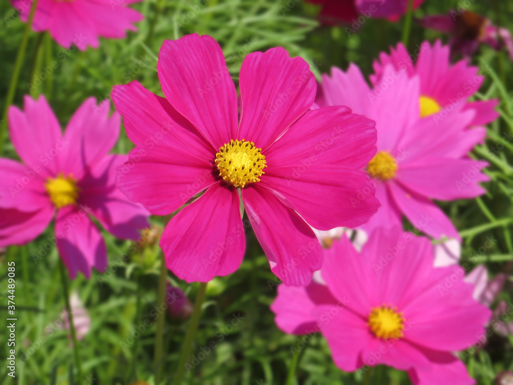 Cosmos pink flower (Cosmos Bipinnatus) with blurred background