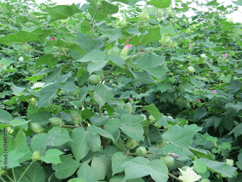 Green cotton field in India with flowers, Close-up of a ready for harvesting in a cotton field. Buds. Delicate white cotton flower fully blossom. Gossypium plant. Ripe cotton boll, kapas photo