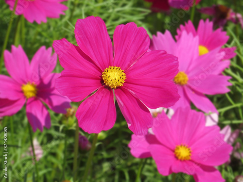 Cosmos pink flower  Cosmos Bipinnatus  with blurred background