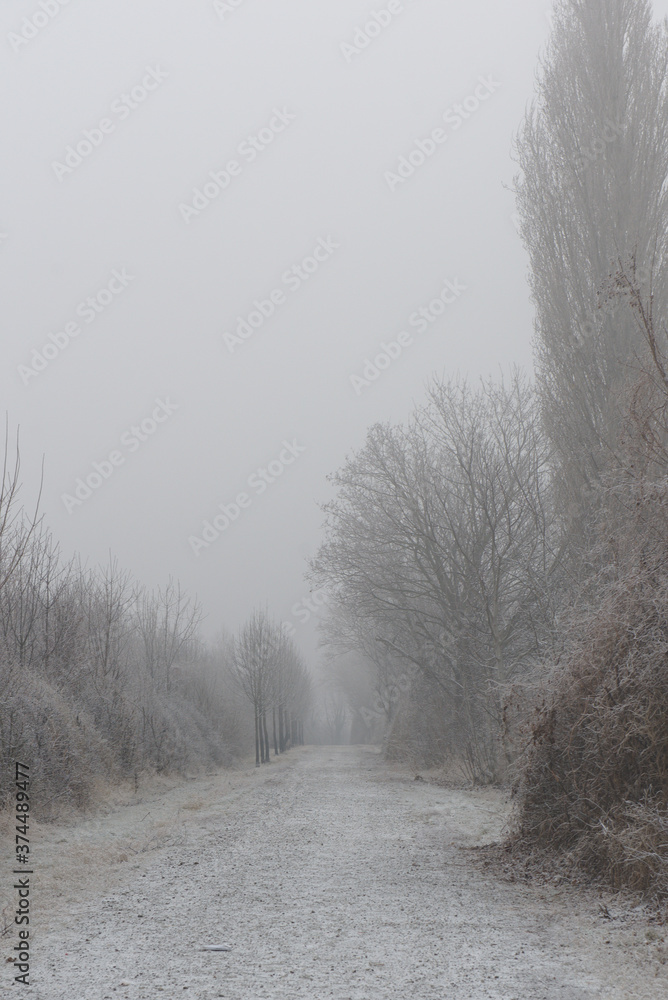 Obraz premium Weg im winterlicher Nebel