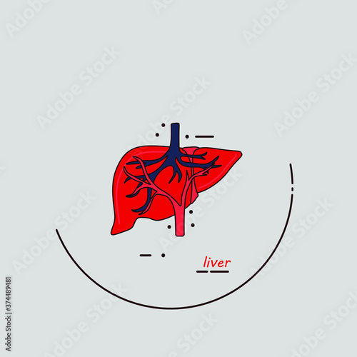 Liver icon. Human internal organ. Main organ with name. To perform vital functions. Vector line art modern illustration.