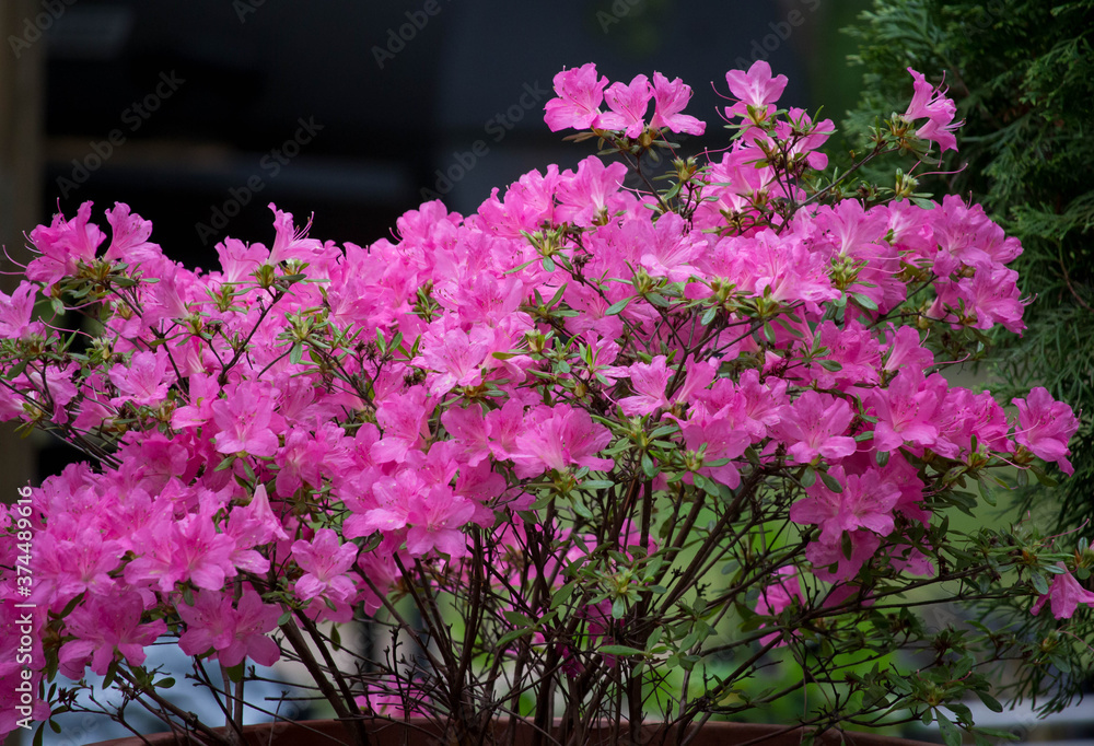 Beautiful bunch of rhododendron flowers in spring Beautiful bunch of rhododendron flowers in spring