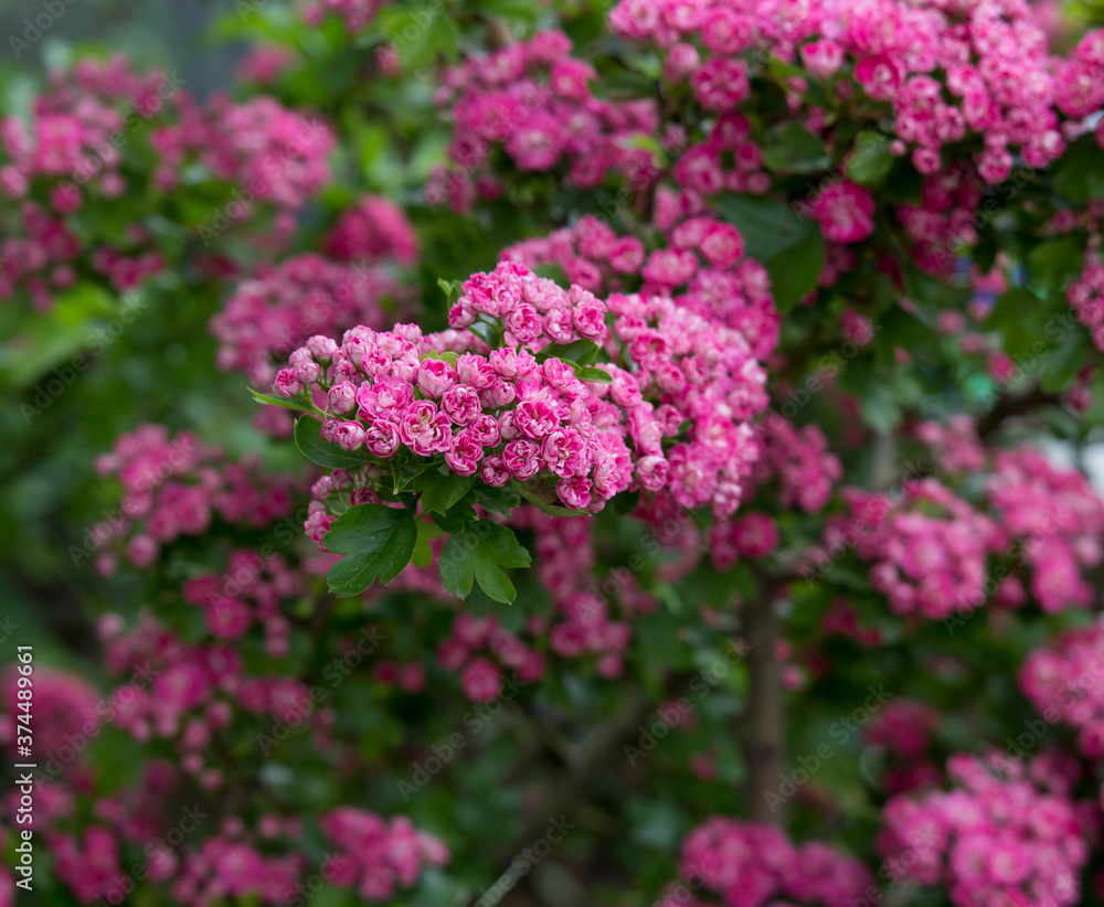 A bunch of the double pink hawthorn. Spring flowers A bunch of the double pink hawthorn. Spring flowers