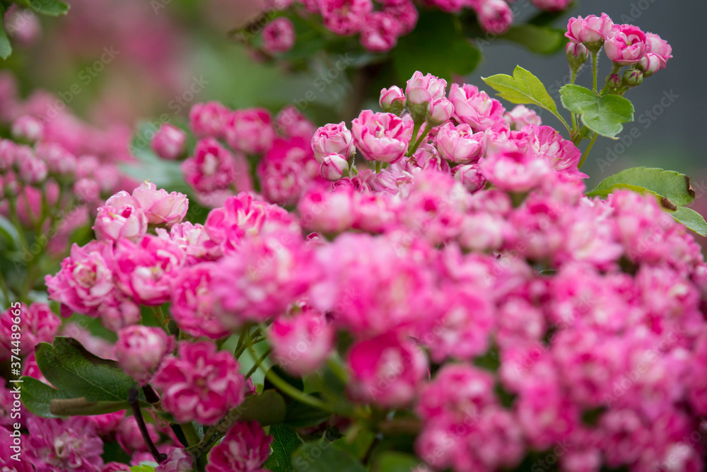 A bunch of the double pink hawthorn. Spring flowers A bunch of the double pink hawthorn. Spring flowers