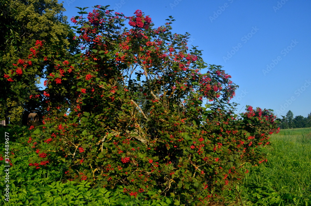 European Cranberrybush (Viburnum opulus) bush,  red viburnum on a sunny day.