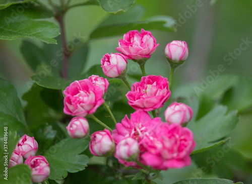 Wallpaper Mural A bunch of the double pink hawthorn. Spring flowers Torontodigital.ca