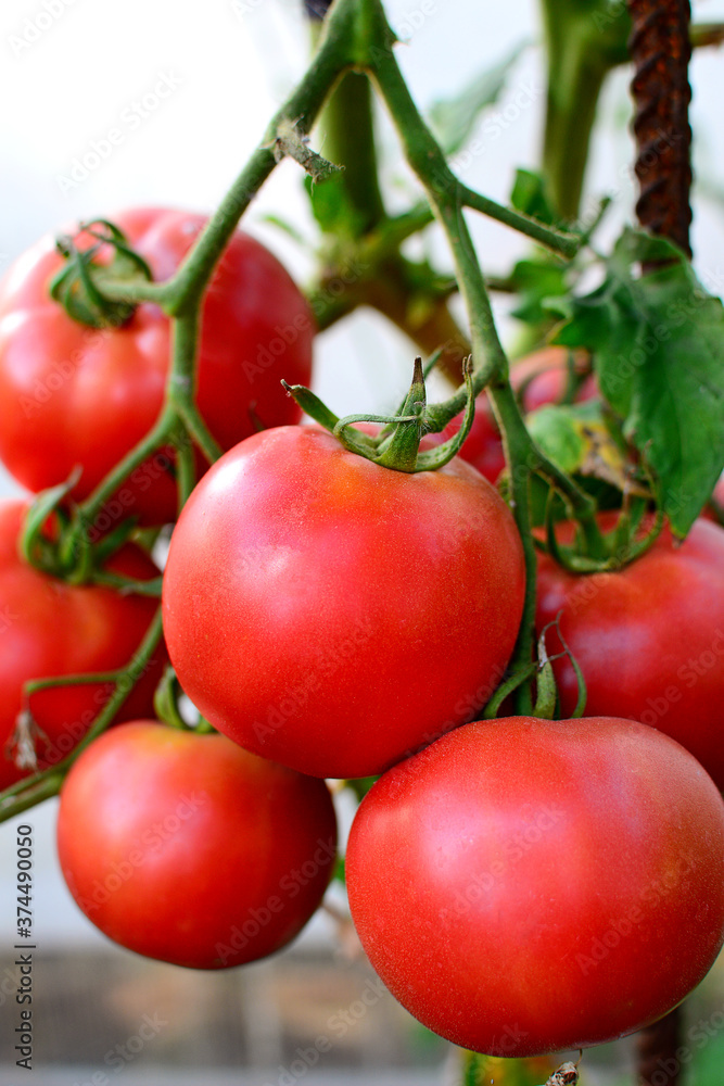 Vertical view of ripe red tomatoes in the garden bed, close-up.