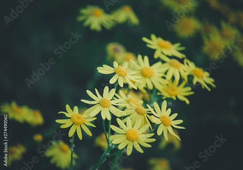 yellow flowers on a green background