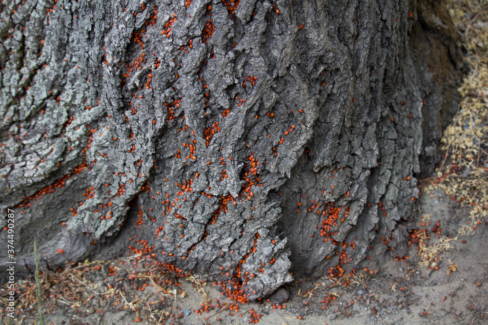 Many red bugs(Pyrrhocoris apterus) live on the bark of the tree, in the summer Many red bugs(Pyrrhocoris apterus) live on the bark of the tree, in the summer