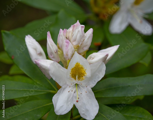 Beautiful bunch of rhododendron flowers with textured green leaves