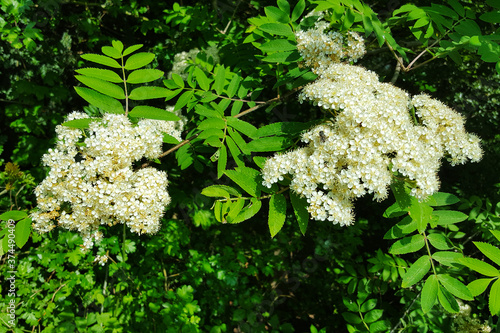 Blossom of European rowan (Sorbus aucuparia)