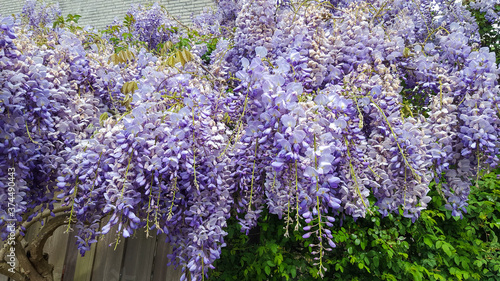 Blossoming Chinese wisteria (Wisteria sinensis)