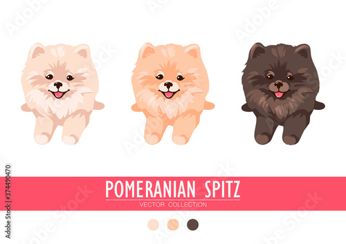 Pomeranian Spitz cream, orange and dark isolated on white background. Cute Poms puppies. Small German spitz. Little dogs.