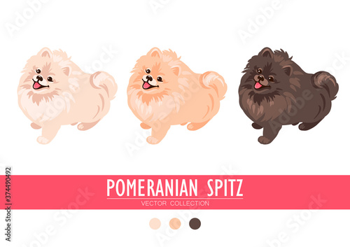 Pomeranian Spitz cream, orange and dark isolated on white background. Cute Poms puppies. Small German spitz. Little dogs.