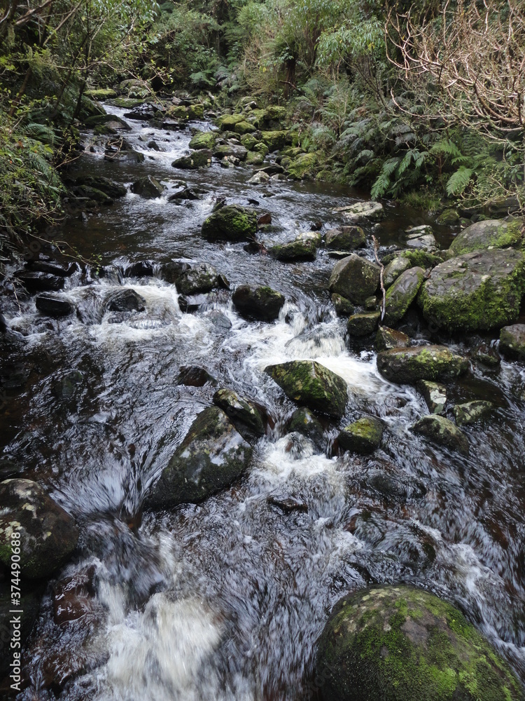 river in the forest river in the forest