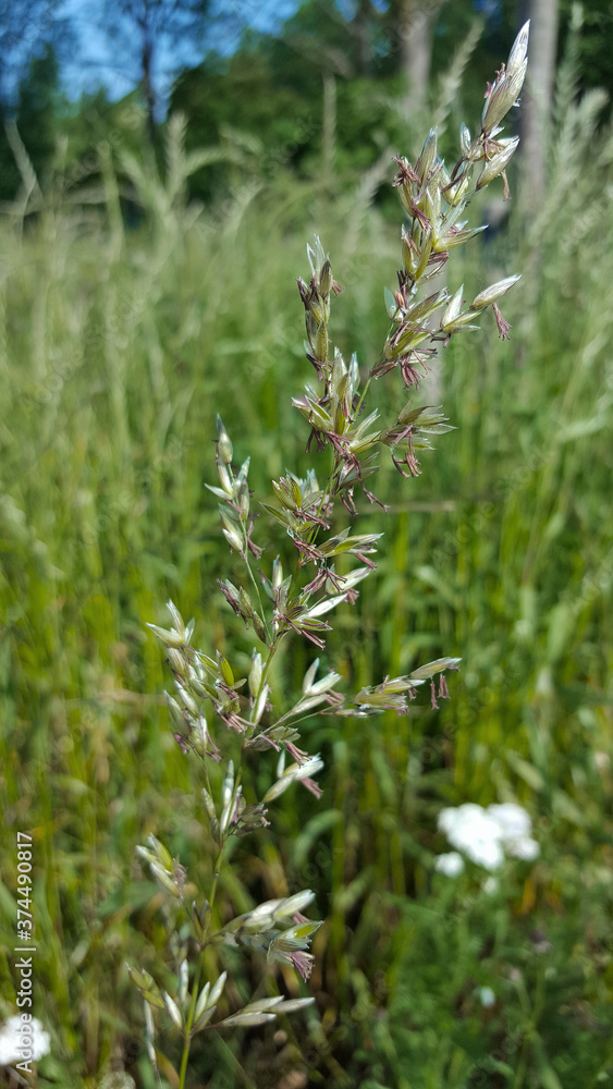 Flowering False oat-grass (Arrhenatherum elatius)