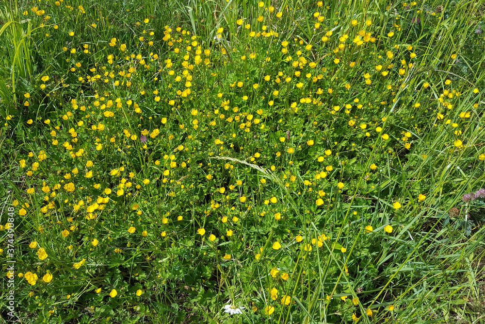 Field with Creeping buttercup (Ranunculus repens)