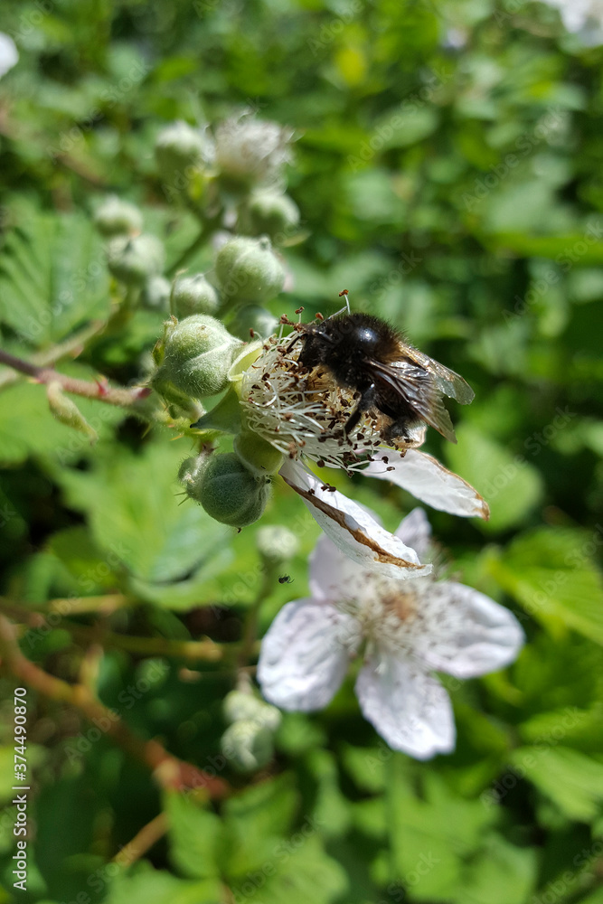 Black form of Garden bumblebee (Bombus hortorum) on old flower of Blackberry Black form of Garden bumblebee (Bombus hortorum) on old flower of Blackberry