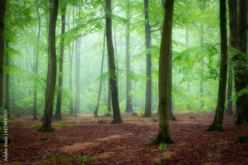 Fototapeta Naklejka Na Ścianę i Meble -  Beautiful foggy morning in green forest