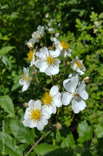 Flowering Multiflora rose (Rosa multiflora)