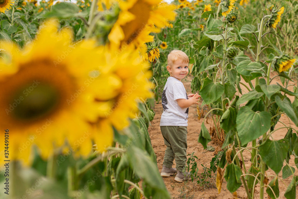 little boy in a white t-shirt walks in a field of sunflowers
little boy in a white t-shirt walks in a field of sunflowers