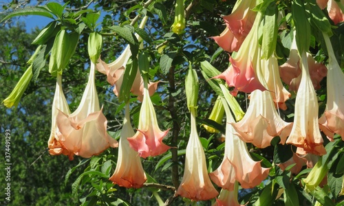 фотографія Brugmansia flowers in Florida zoological garden, closeup