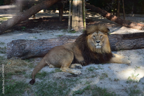 Leone maschio  Panthera leo 