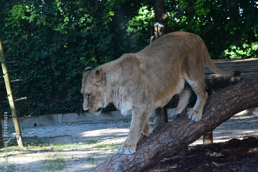 Fototapeta premium Leonessa (Panthera leo)