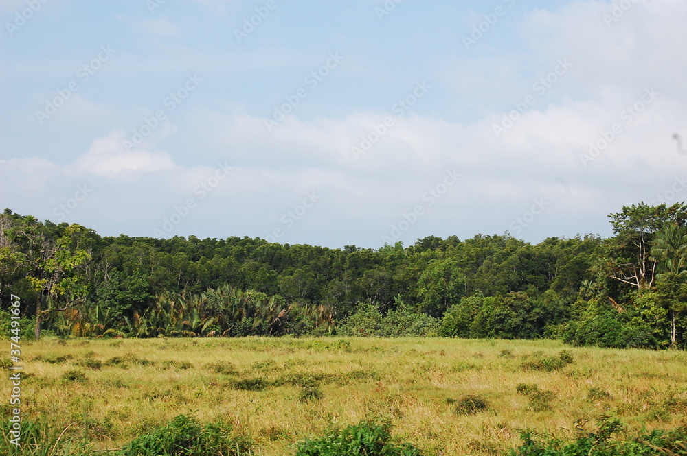 東南アジアの熱帯にあるマレーシアの草原と向こうに見える熱帯雨林