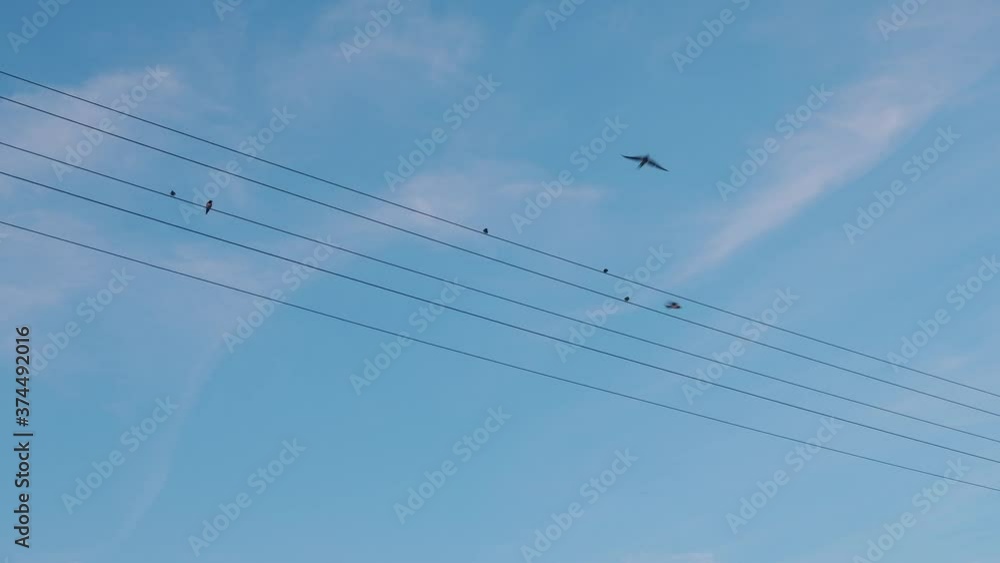 birds sit on electrical wires and suddenly fly away birds sit on electrical wires and suddenly fly away