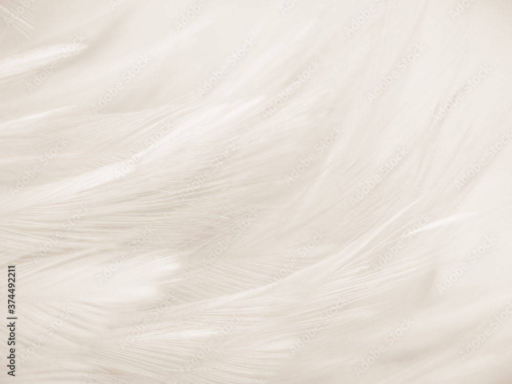 Obraz premium Beautiful abstract gray and white feathers on white background, soft brown feather texture on white pattern background, yellow feather background