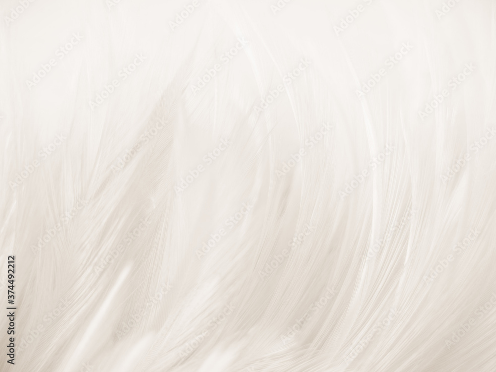 Obraz premium Beautiful abstract gray and white feathers on white background, soft brown feather texture on white pattern background, yellow feather background