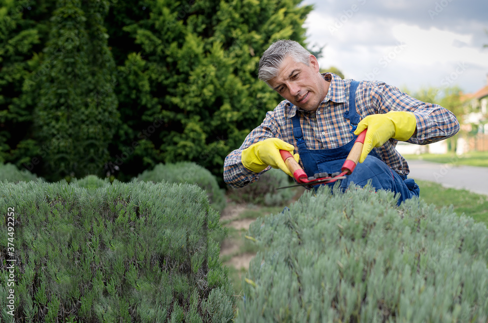 Man middle aged trimming Hedge In Garden Man middle aged trimming Hedge In Garden
