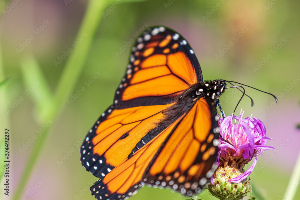 Fototapeta premium monarch butterfly on flower