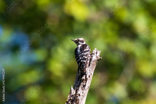 bird on a tree branch