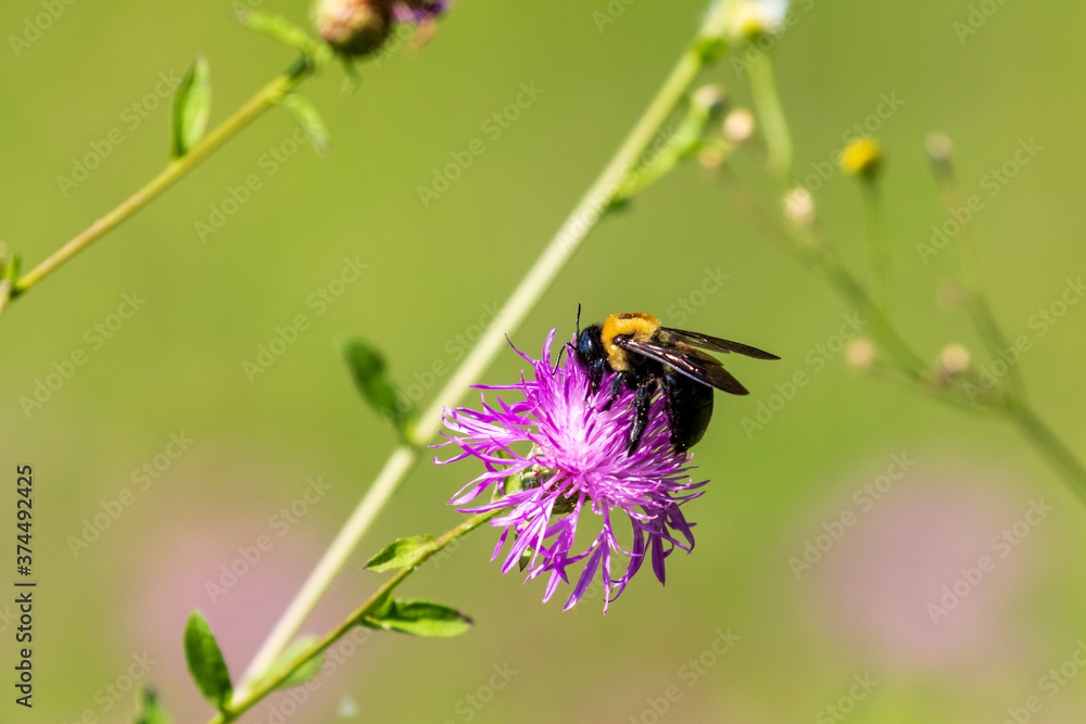 bee on a flower bee on a flower