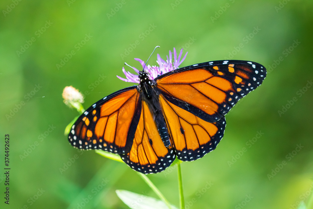 Fototapeta premium butterfly on a flower