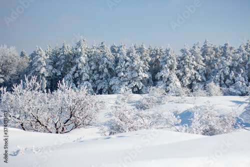 Pine trees covered in full snow during heavy snowing with plants in front and clear sky