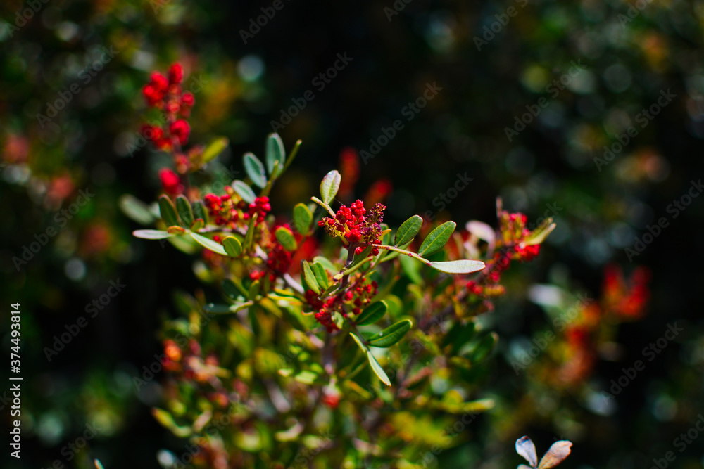 Fototapeta premium Shrub with red berries on branches