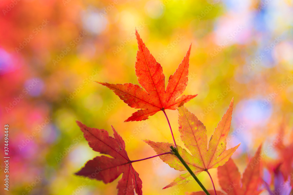 Beautiful Mountain Lu geopark landscapes in late autumn, Jiujiang, Jiangxi, China Beautiful Mountain Lu geopark landscapes in late autumn, Jiujiang, Jiangxi, China